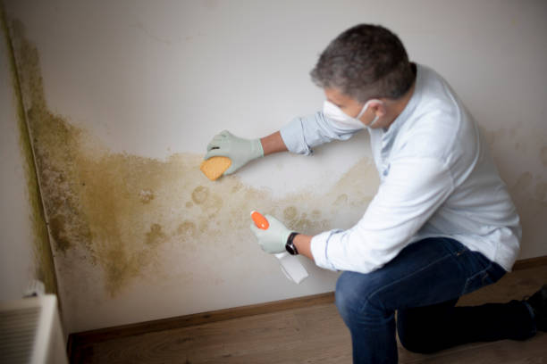 Mold Remediation for Vacation Homes in Willowick, OH