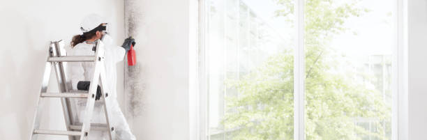Best Basement Mold Removal  in Willowick, OH