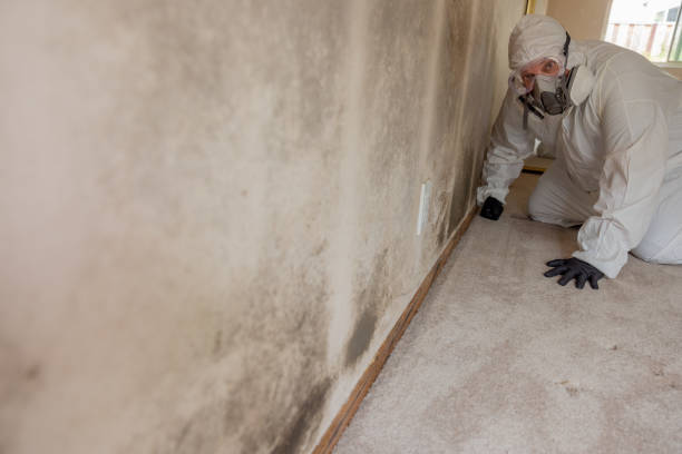 Best Mold Damage Restoration  in Willowick, OH